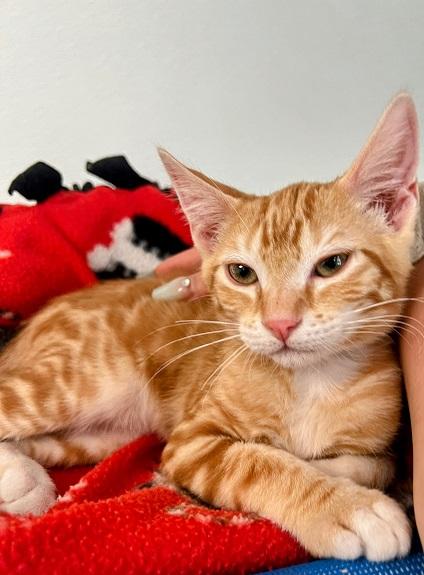 Kitten 24395 (Fanta) Kitten 24395 (Fanta)