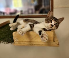 Kitten 27395 (Princess)