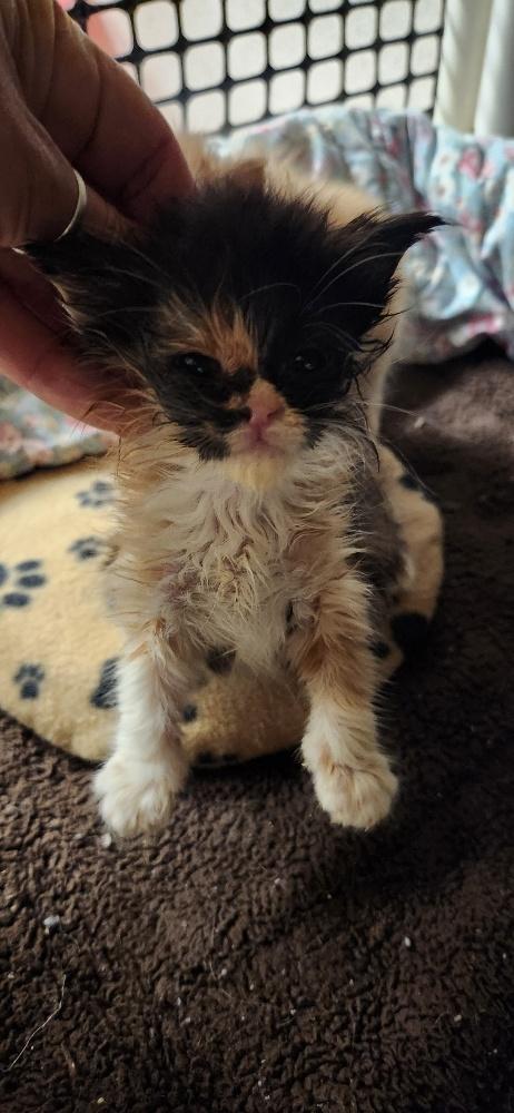 Click for full size picture - Kitten 27795 (Fettuccine)