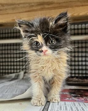 Click for full size picture - Kitten 27795 (Fettuccine)