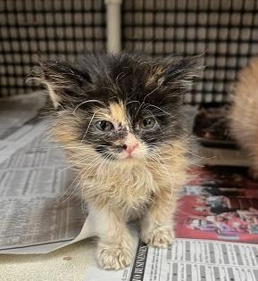 Click for full size picture - Kitten 27795 (Fettuccine)