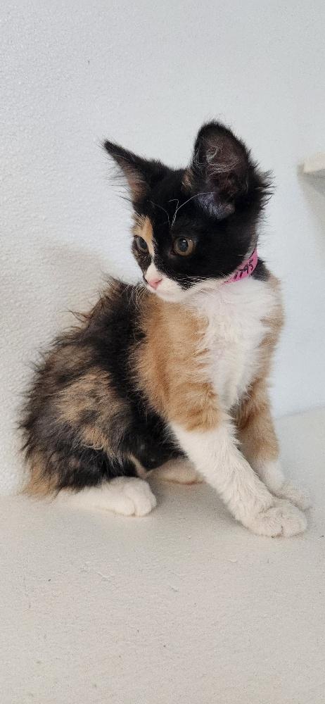 Click for full size picture - Kitten 27795 (Fettuccine)