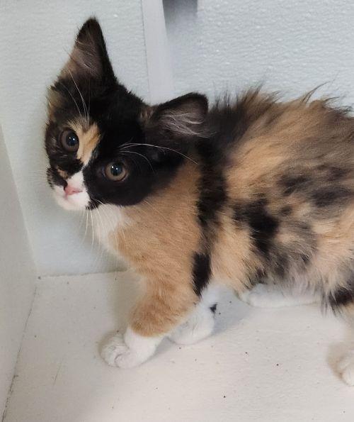 Kitten 27795 (Fettuccine)