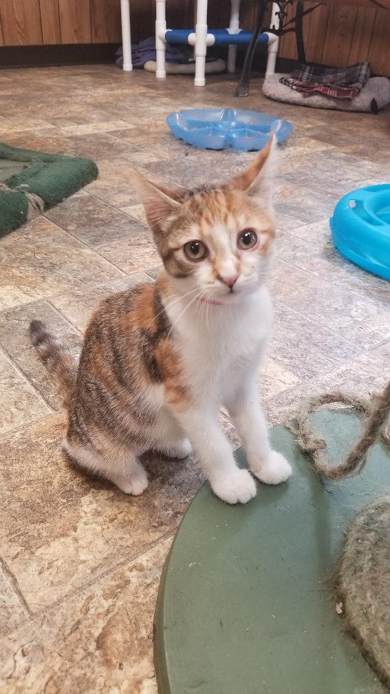 Kitten 18696 Kitten 18696