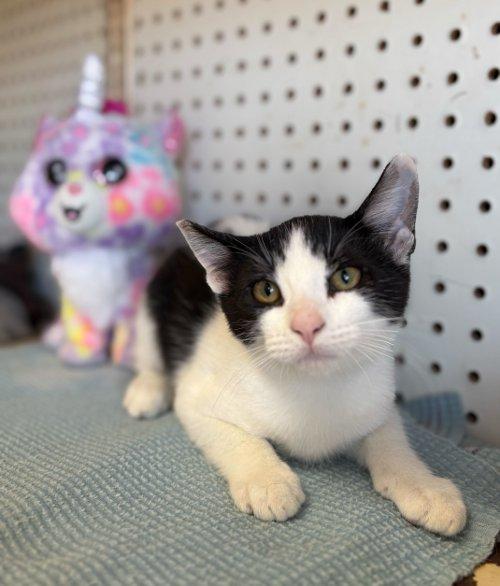 Kitten 27396 (Lucy)