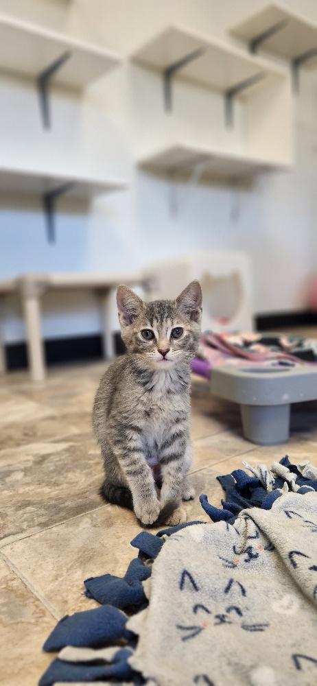 Kitten 27596 (Raven)