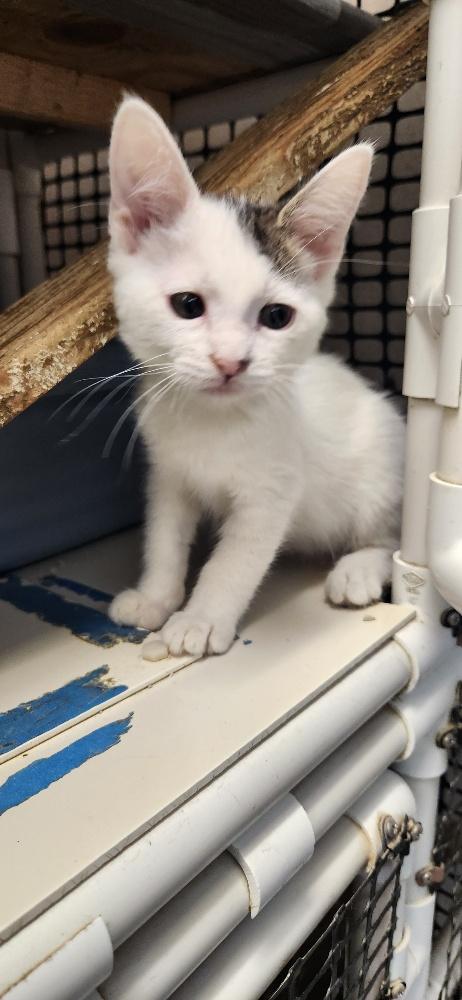 Click for full size picture - Kitten 27996 (Rocket)