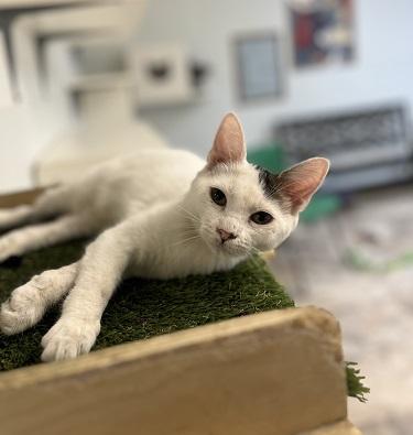 Click for full size picture - Kitten 27996 (Rocket)
