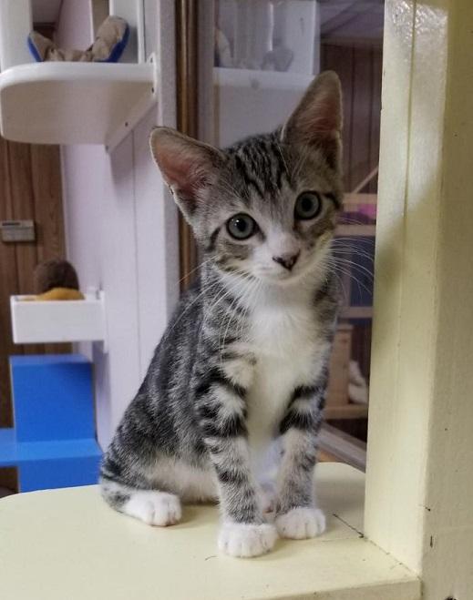 Kitten 17297 Kitten 17297
