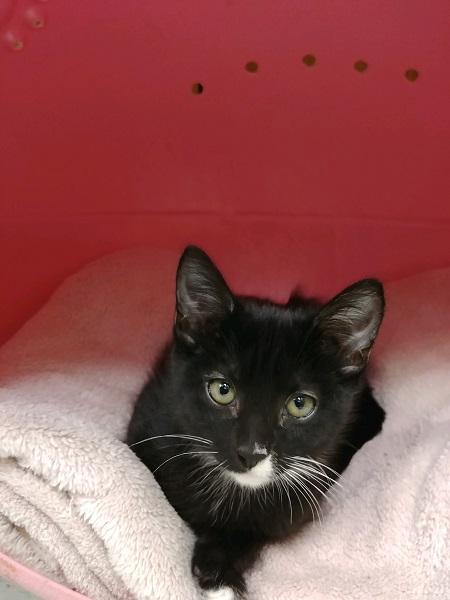 Kitten 17597 Kitten 17597