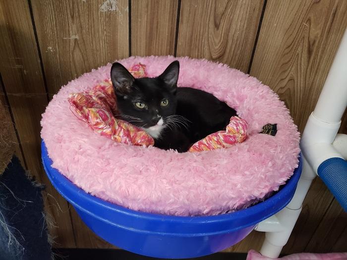 Kitten 17597 Kitten 17597
