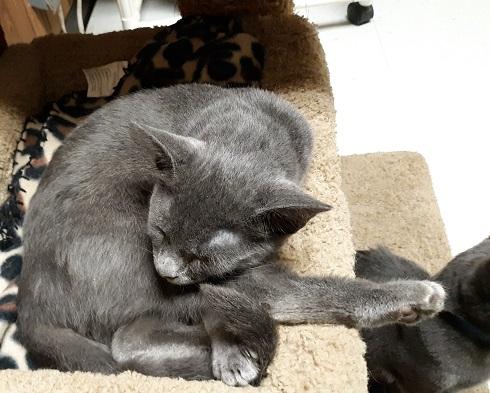 Kitten 18397 Kitten 18397