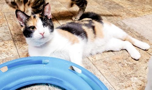 Cat 22097 (Honey) Cat 22097 (Honey)