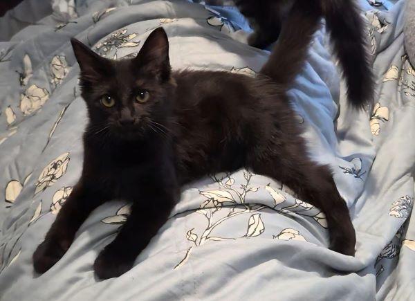 Bella