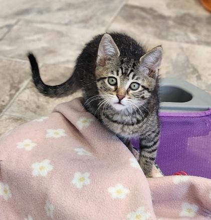 Kitten 27597 (Reagan)