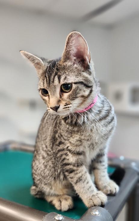 Click for full size picture - Kitten 27997 (Jaime)