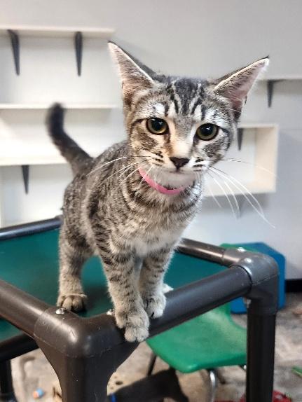 Click for full size picture - Kitten 27997 (Jaime)