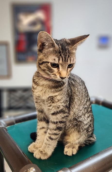 Click for full size picture - Kitten 27997 (Jaime)