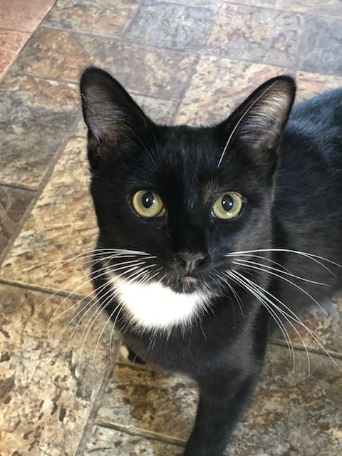 Kitten 17598 Kitten 17598