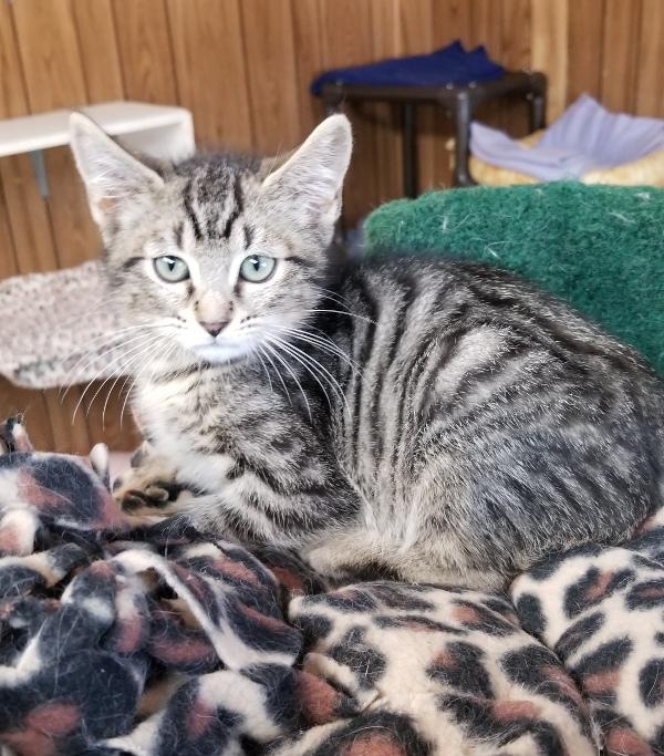 Kitten 18598 Kitten 18598