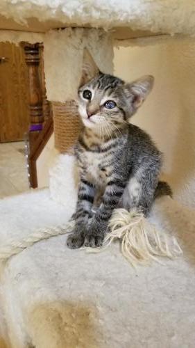 Fuzzy Fuzzy