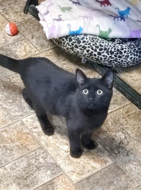 Kitten 20898 (Panther) Kitten 20898 (Panther)