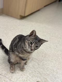 Click for full size picture - Cat 24398(tres leches)