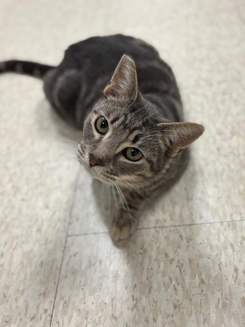 Click for full size picture - Cat 24398(tres leches)