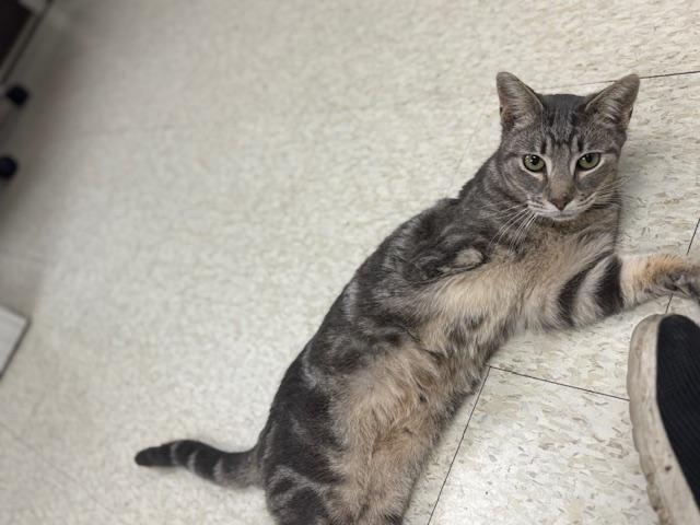 Click for full size picture - Cat 24398(tres leches)