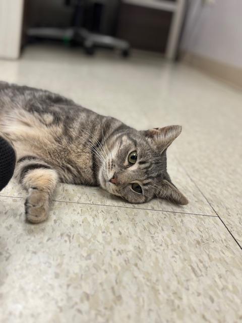 Click for full size picture - Cat 24398(tres leches)