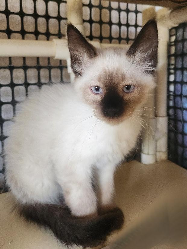 Kitten 26798 (Rocky) Kitten 26798 (Rocky)