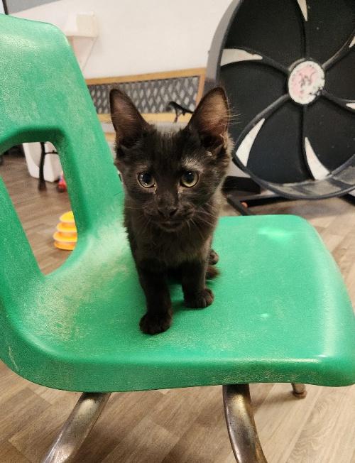 Kitten 26998 (Chester) Kitten 26998 (Chester)