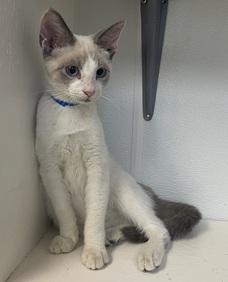 Kitten 27998 (Neko)
