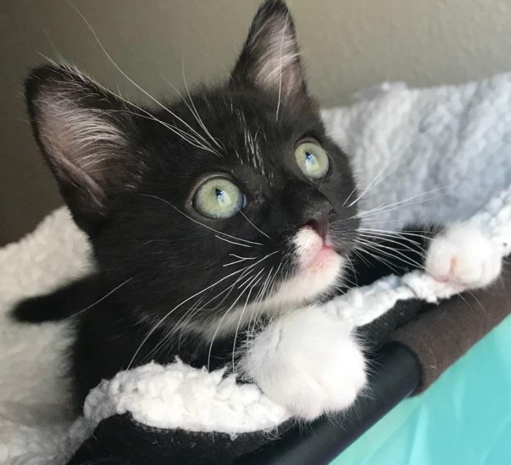 Oreo Oreo