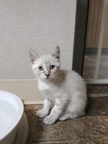Kitten 16999 Kitten 16999