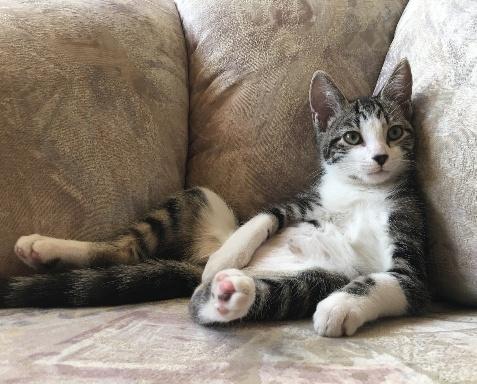 Kitten 17399 (Sassy) Kitten 17399 (Sassy)
