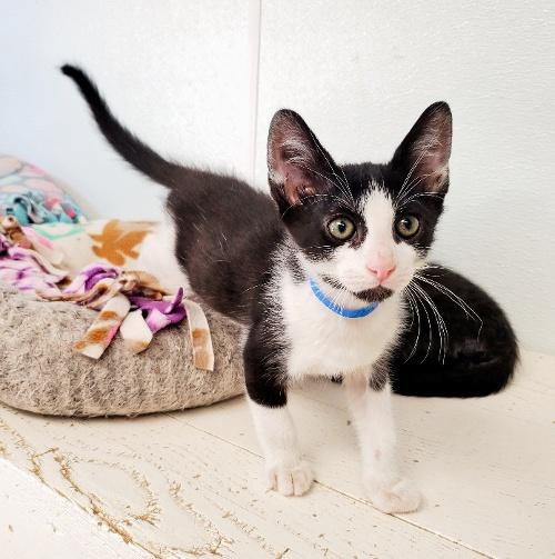 Kitten 23099 (Jack) Kitten 23099 (Jack)