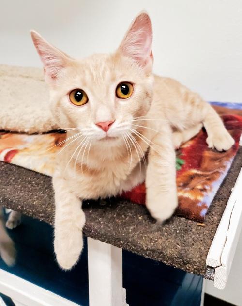 Cat 23199 (Peach) Cat 23199 (Peach)
