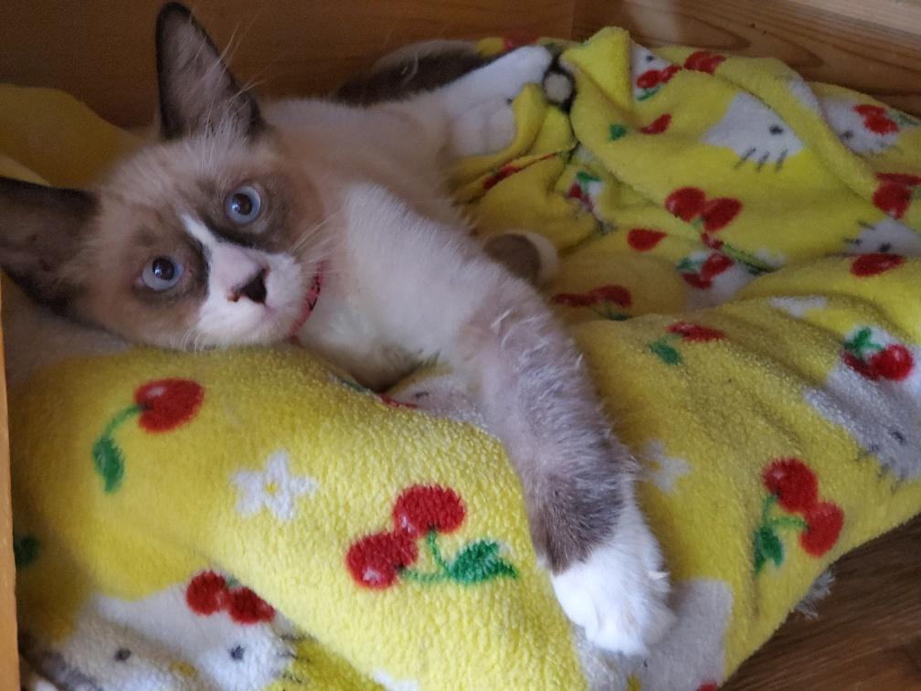 Kitten 23499 (Eevee) Kitten 23499 (Eevee)
