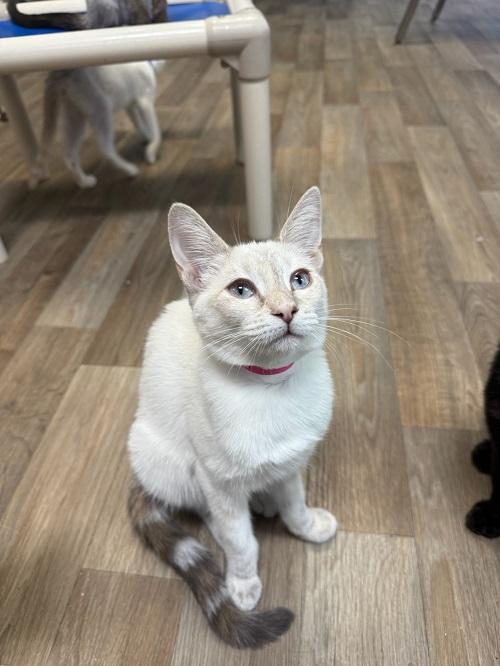 Kitten 26799 (Selene) Kitten 26799 (Selene)