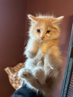 Click for full size picture - Hashbrown