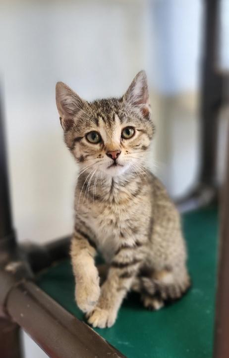 Kitten 27599 (Sidney)