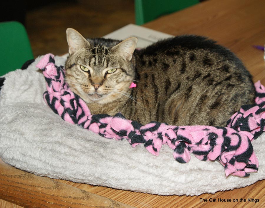 Kitten Quarters greeter