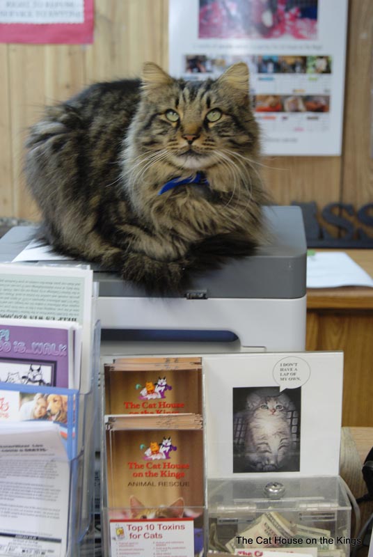 Kitten Quarters information officer