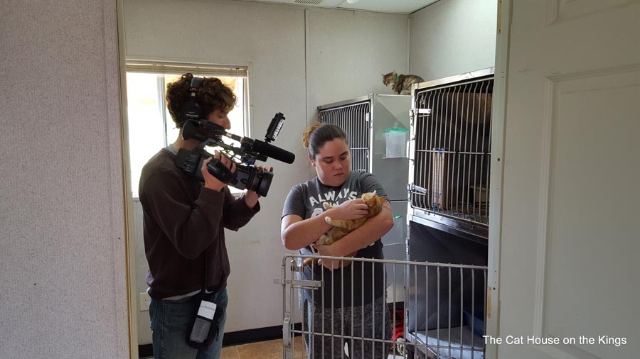Kitten Quarters 2