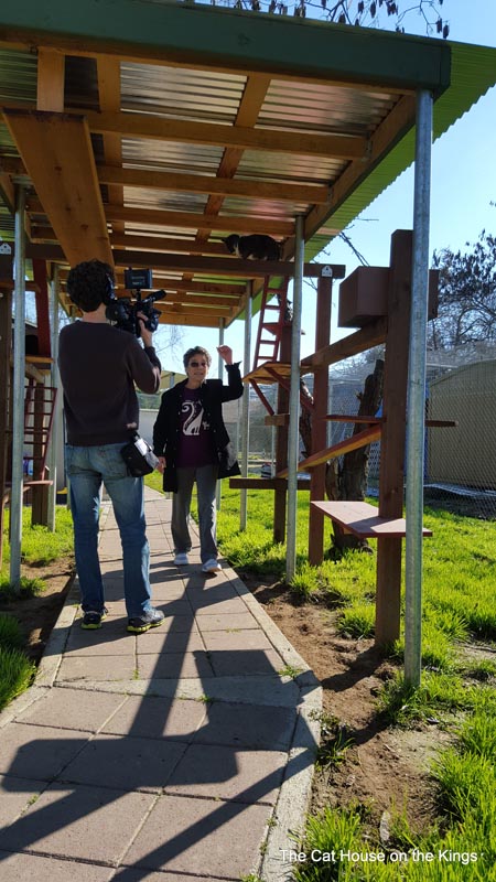 FIV walkway play