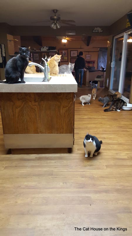 Main House Kitchen