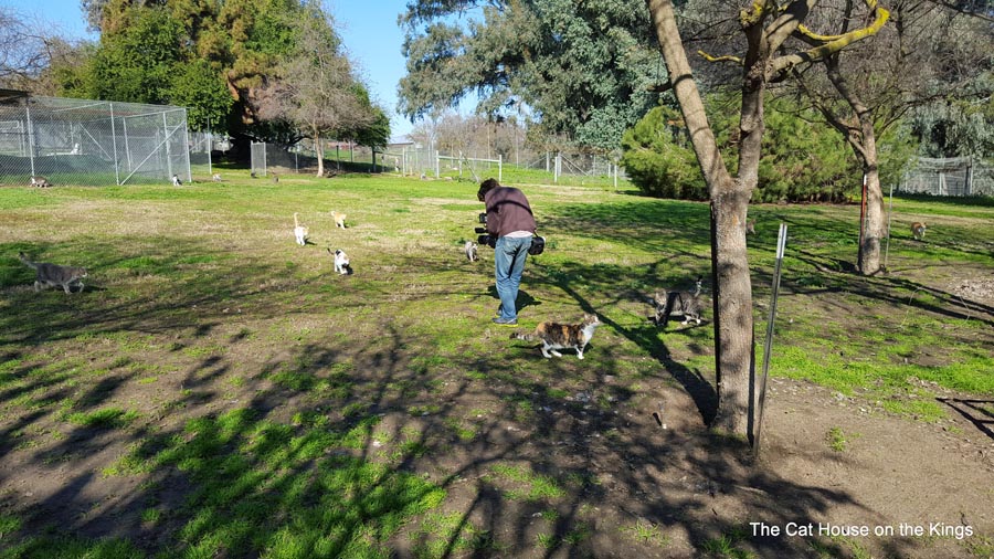 Pasture Project prelude