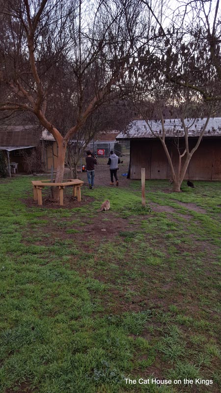 Pasture Project morning feeding