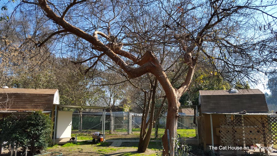 Pasture Project Cat Trees